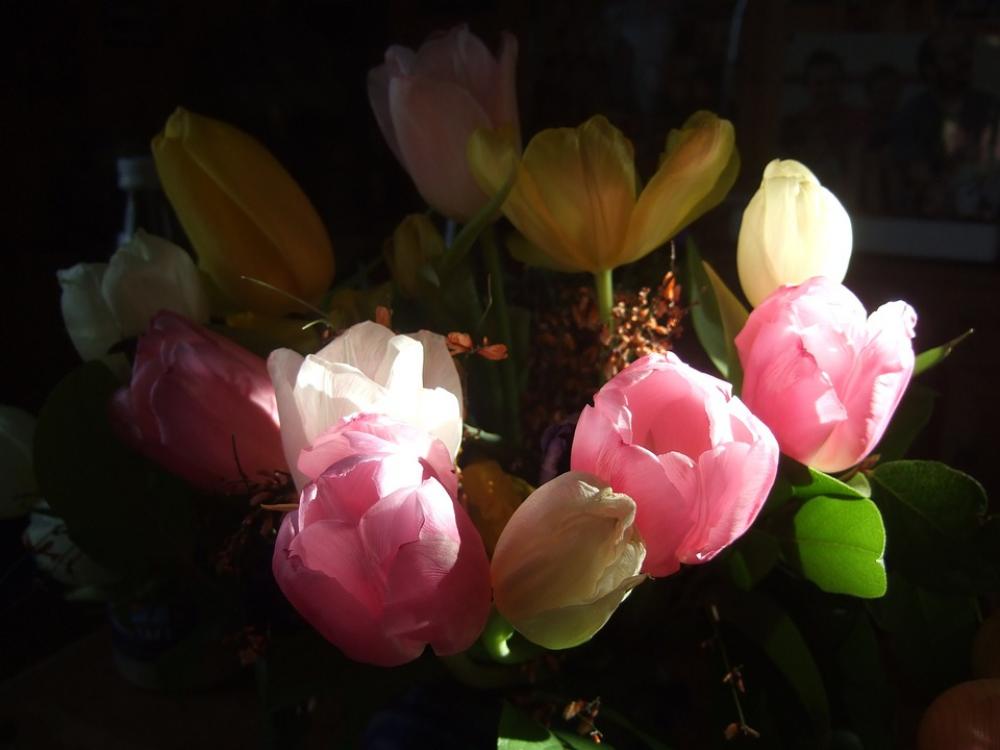 Tulips Bouquet Strauss Spring Red Pink Reddish Tulips Bouquet Strauss Spring Red Pink Reddish