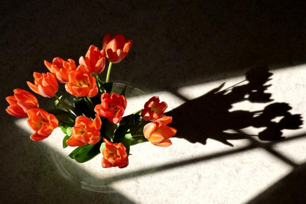Tulips Flower Shadow Nature Spring Bloom Tulips Flower Shadow Nature Spring Bloom