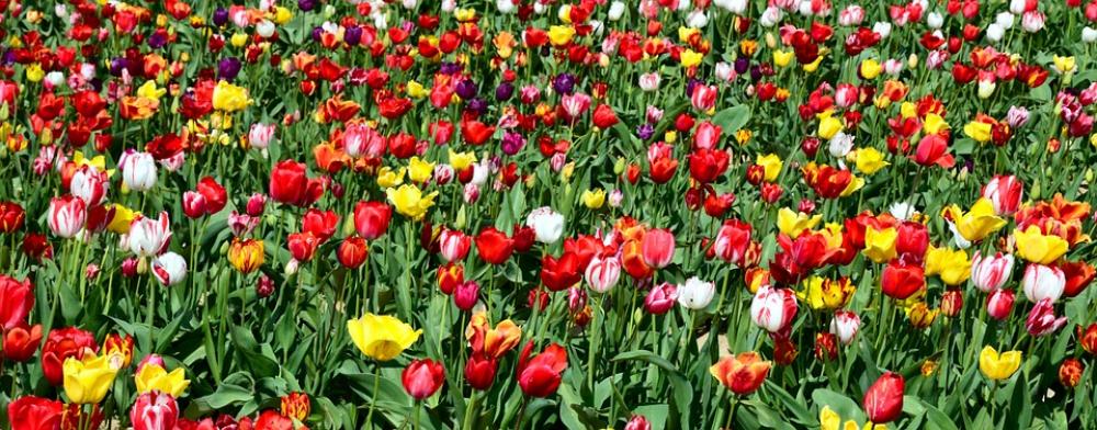 Tulips Tulip Field Tulpenbluete Flowers Nature Tulips Tulip Field Tulpenbluete Flowers Nature
