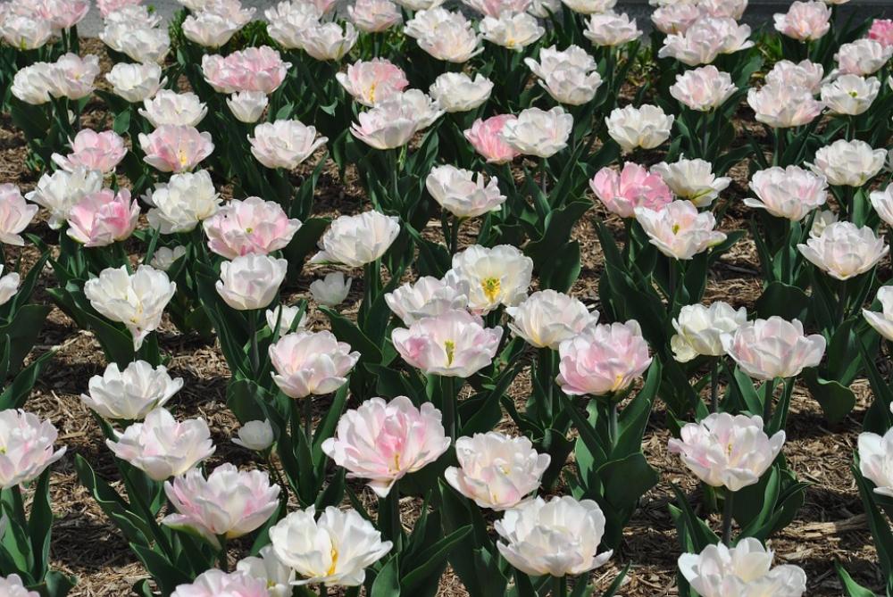 Tulips Flowers Perennial Spring Spring Blossom Tulips Flowers Perennial Spring Spring Blossom