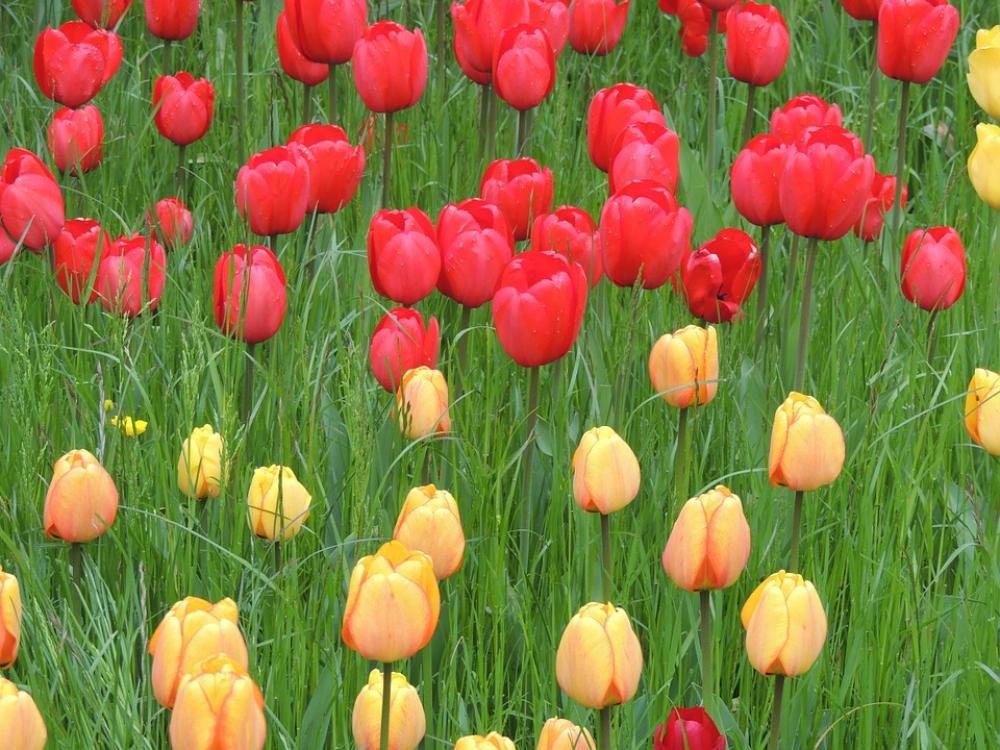 Tulips Red Yellow Meadow Green Grass Nature Tulips Red Yellow Meadow Green Grass Nature