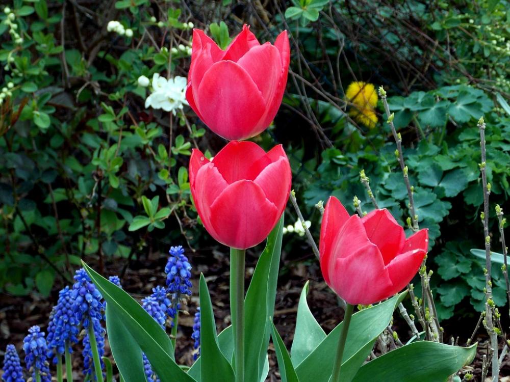 Tulips Spring Spring Flowers Red Garden Tulips Spring Spring Flowers Red Garden