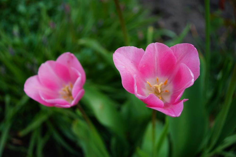 Tulips Flowers Pink Sweet Tender Beautiful Spring Tulips Flowers Pink Sweet Tender Beautiful Spring