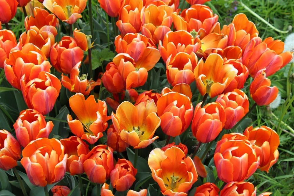 Tulips Tulipa Lily Liliaceae Garden Plant Tulips Tulipa Lily Liliaceae Garden Plant