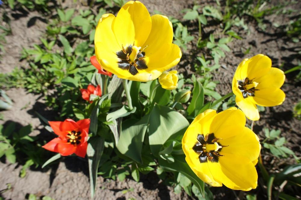 Tulips Flowers Garden Spring Nature Bright Bloom Tulips Flowers Garden Spring Nature Bright Bloom
