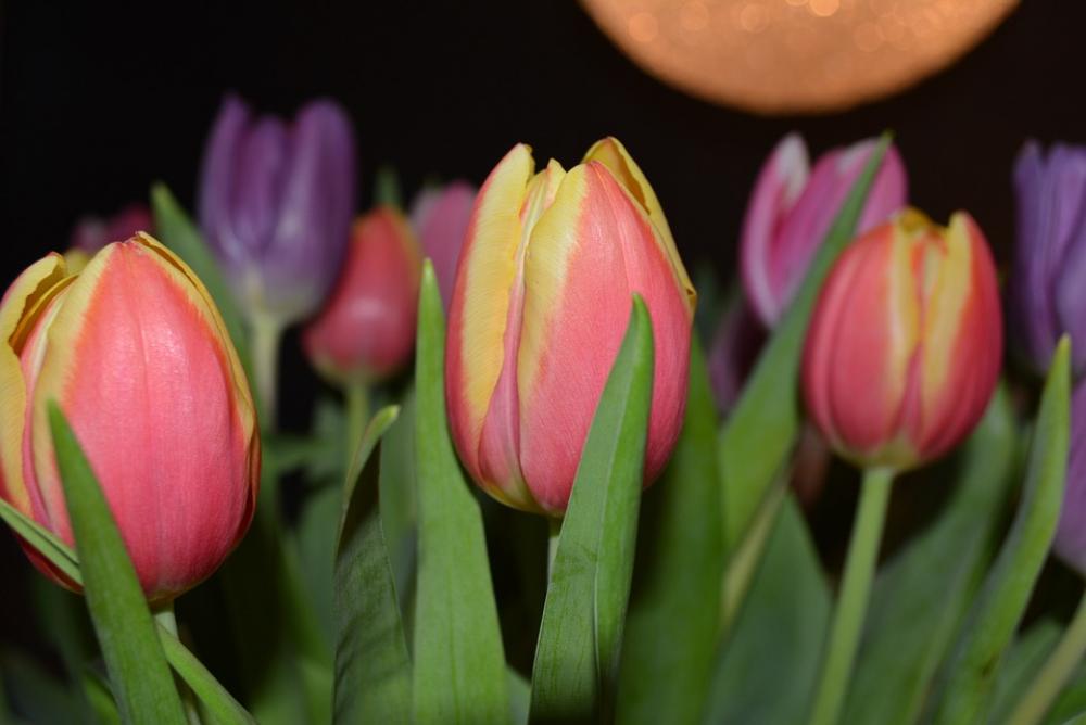Tulips Flowers Color Holland Tulips Flowers Color Holland