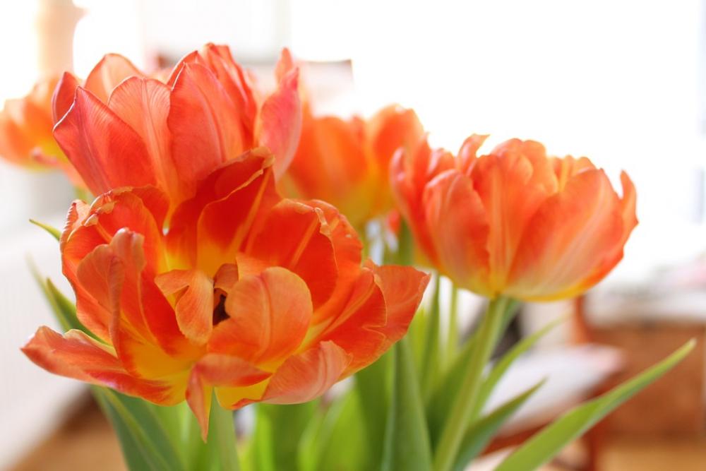 Tulips Orange Wilting Tulips Orange Wilting