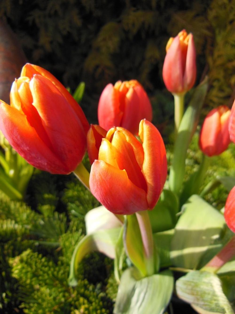 Tulips Orange Red Spring Tulips Green Plants Tulips Orange Red Spring Tulips Green Plants