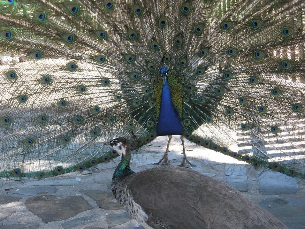 Turkey Royal Birds Beautiful Courting The Female Turkey Royal Birds Beautiful Courting The Female