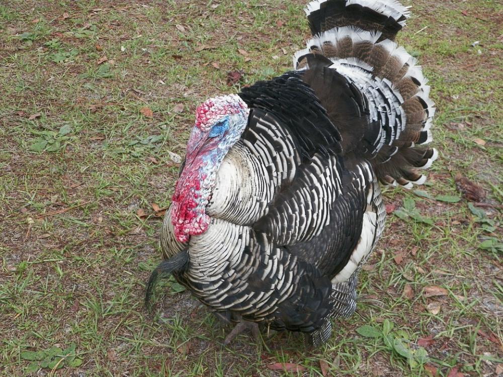 Turkey Thanksgiving Traditional Seasonal Autumn Turkey Thanksgiving Traditional Seasonal Autumn
