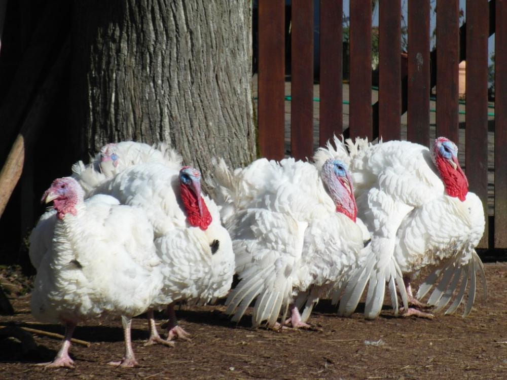 Turkeys Poultry Animals Pets Farm Turkey Turkeys Poultry Animals Pets Farm Turkey