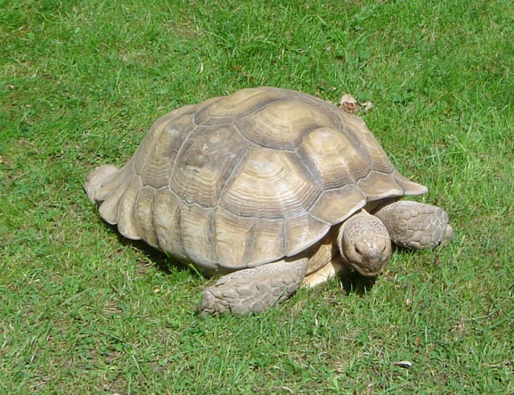 Turtle Animal Tortoise Zoo Close-Up Armor Shell Turtle Animal Tortoise Zoo Close-Up Armor Shell