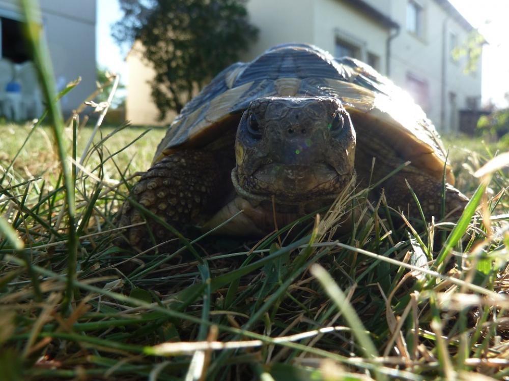 Turtle Reptile Animal Turtle Reptile Animal