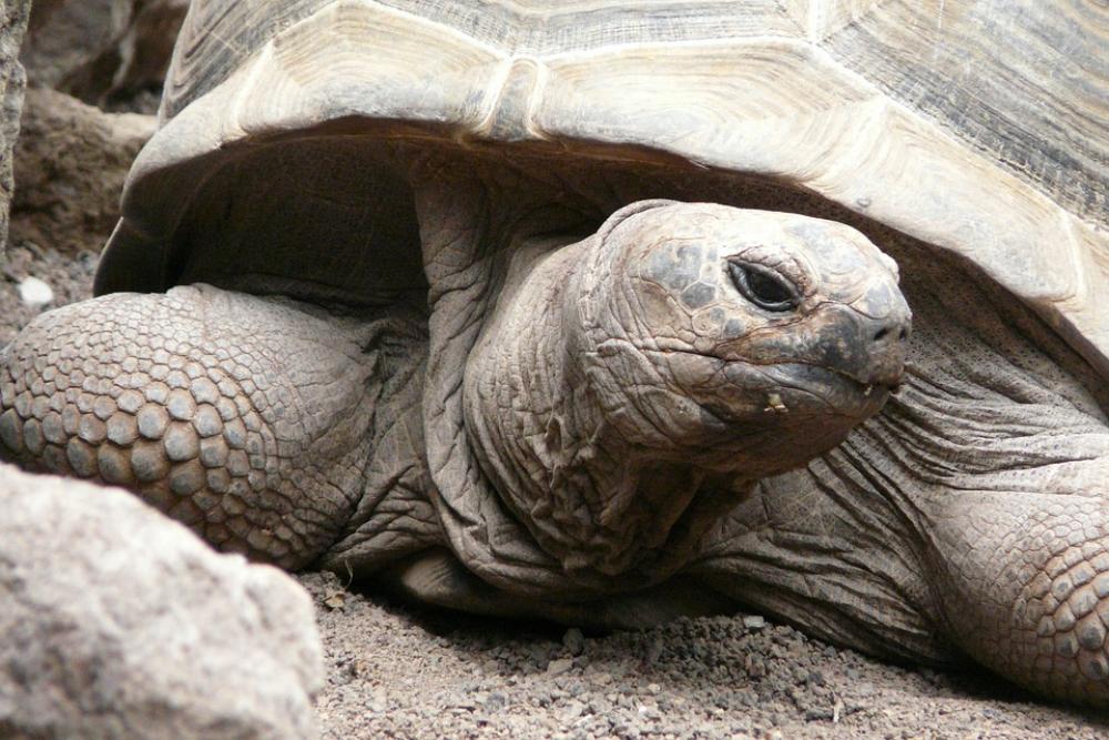Turtle Zoo Animal Turtle Zoo Animal