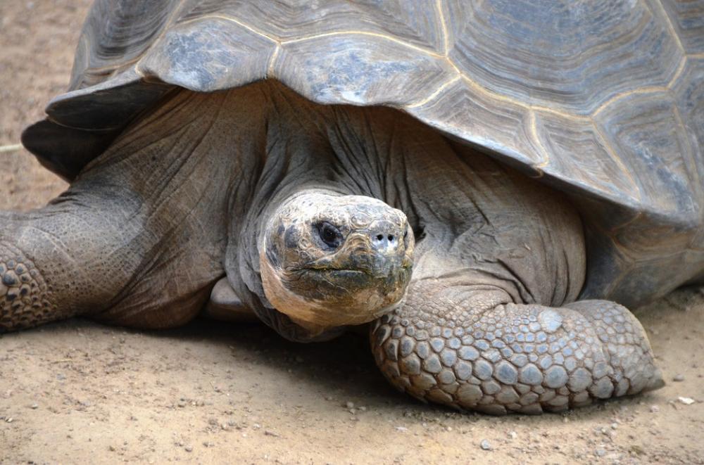 Turtle Animal Slowly Turtle Animal Slowly