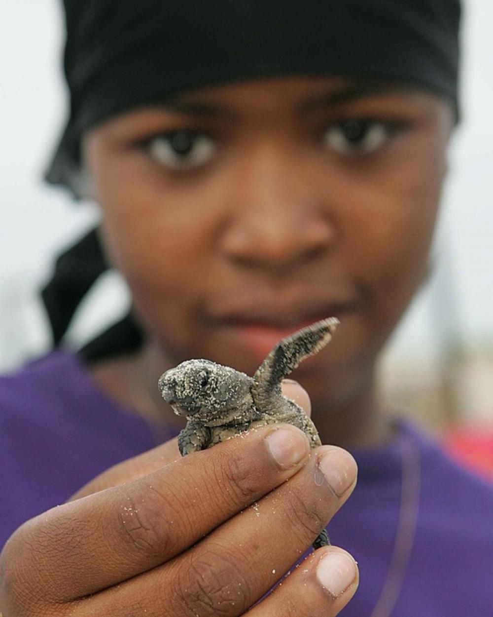 Turtle Loggerhead Baby Girl American Afro Women Turtle Loggerhead Baby Girl American Afro Women