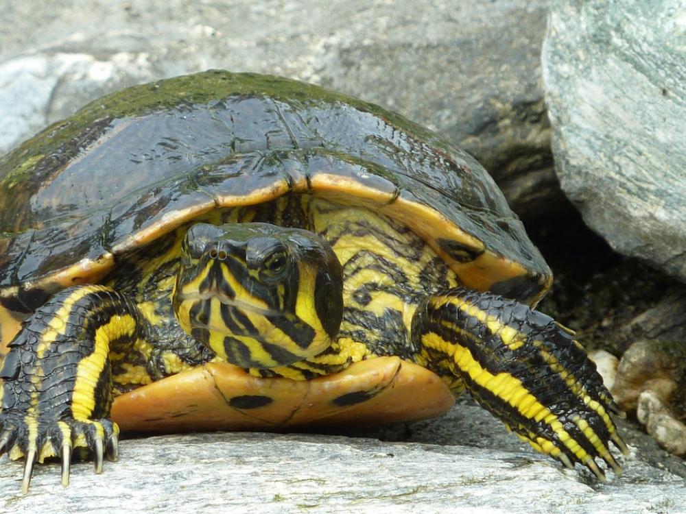 Turtle Szarupajzs Claw Turtle Szarupajzs Claw