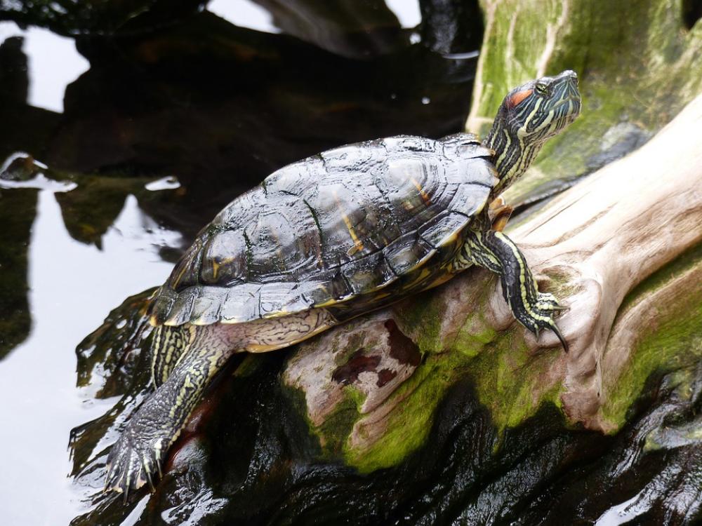 Turtle Water Nature Turtle Water Nature