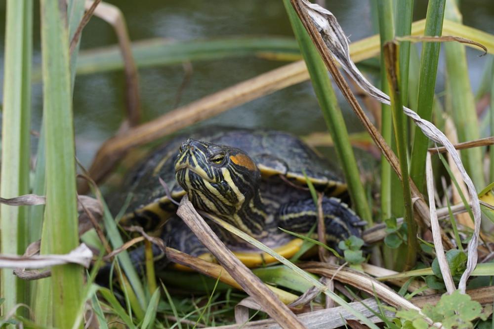 Turtle Water Turtle On The Shore At The Pond Turtle Water Turtle On The Shore At The Pond
