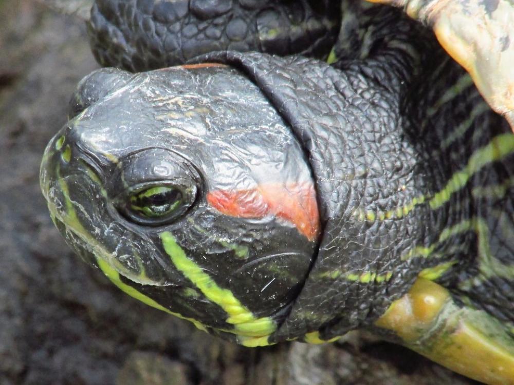 Turtle Macro Zoo Eye Turtle Macro Zoo Eye