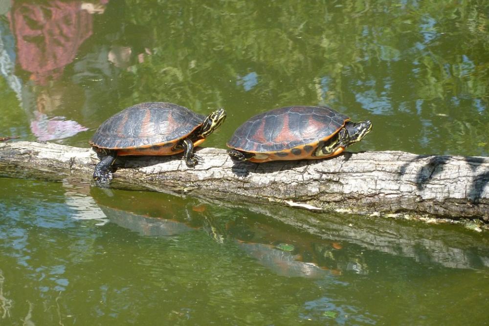 Turtles Sun Pond Animal Reptile Turtles Sun Pond Animal Reptile