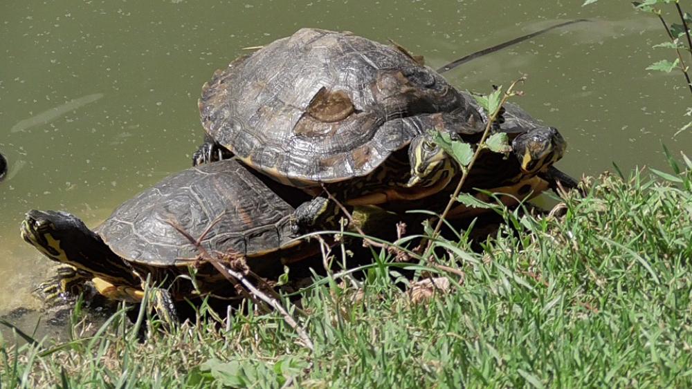 Turtles Reptile Animals Turtles Reptile Animals