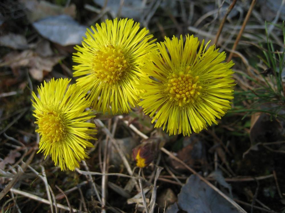 Tussilago Yellow Flowers Spring Grass Tussilago Yellow Flowers Spring Grass