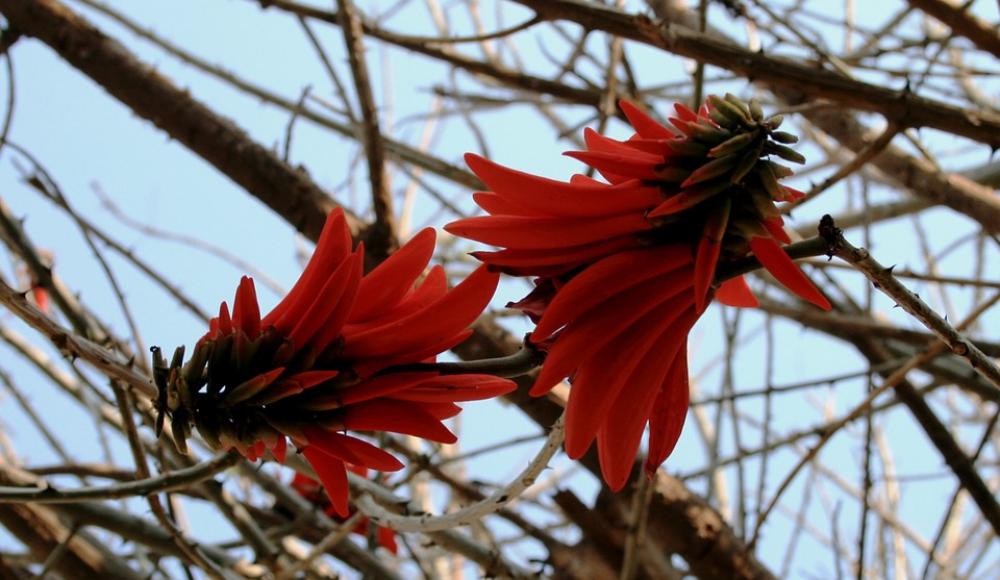 Two Flowers Coral Blooms Orange-Red Two Flowers Coral Blooms Orange-Red