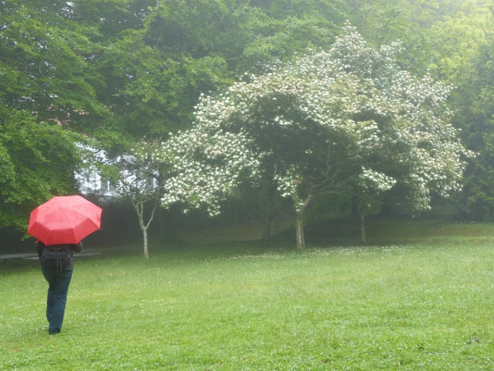 Umbrella Rain Rainy Weather Woman Stand In The Rain Umbrella Rain Rainy Weather Woman Stand In The Rain