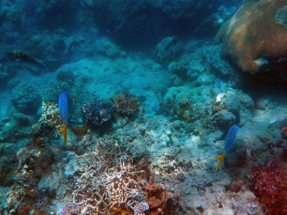 Under The Sea Deep Sea Fish Ocean Deep Aquatic Under The Sea Deep Sea Fish Ocean Deep Aquatic