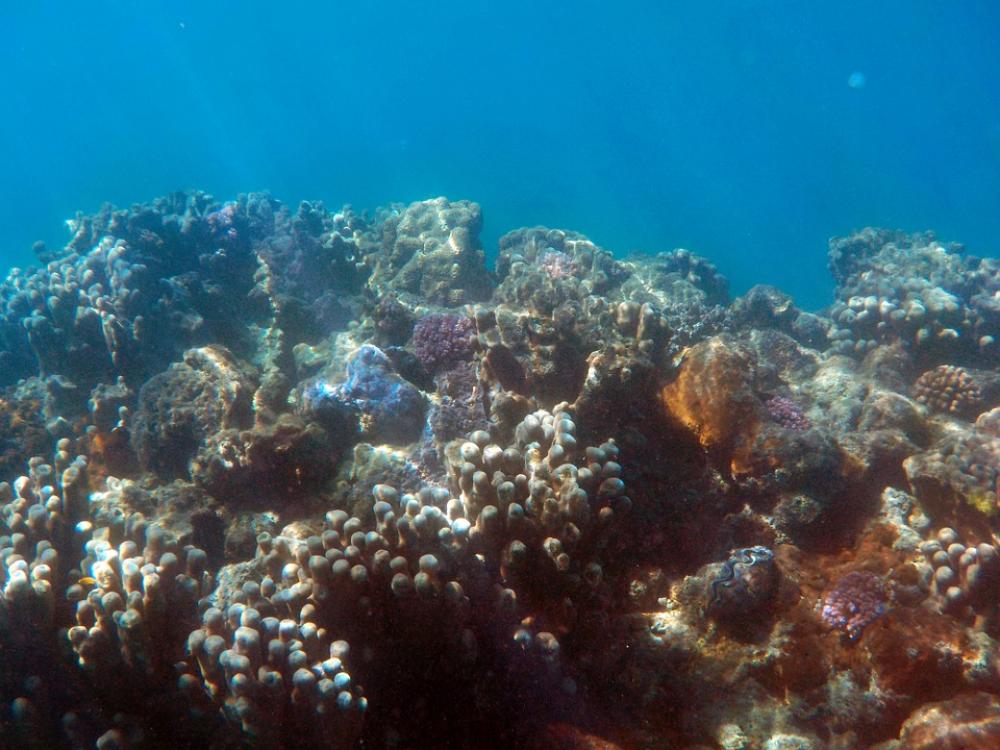 Under The Sea Deep Sea Fish Ocean Deep Aquatic Under The Sea Deep Sea Fish Ocean Deep Aquatic
