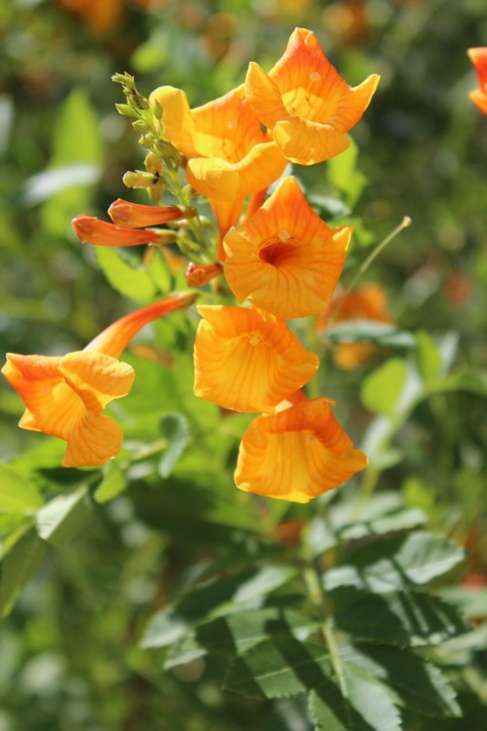 Usa Arizona Desert Flower Blossom Bloom Yellow Usa Arizona Desert Flower Blossom Bloom Yellow