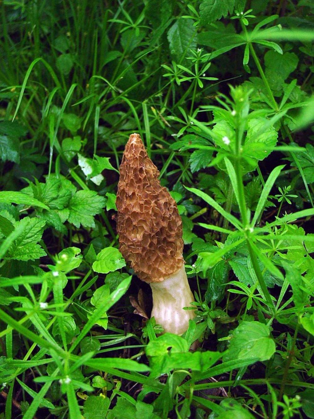 Vaporarius Esculenta Morchella Mushroom Sponge Vaporarius Esculenta Morchella Mushroom Sponge