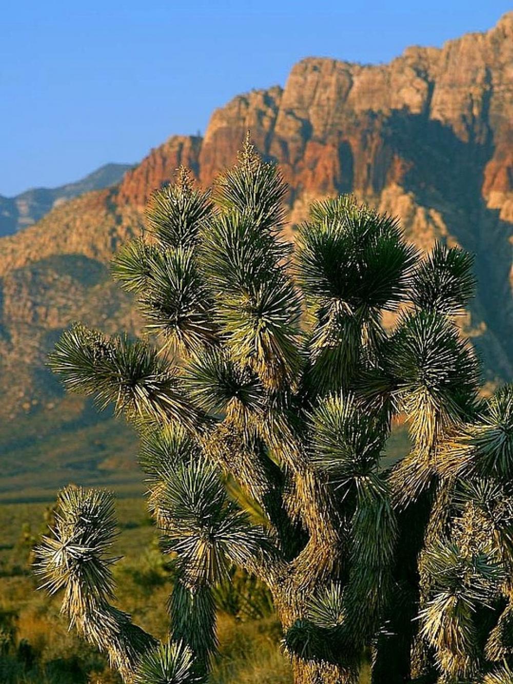 Vegas Near Park Cactus Flowers Plants Flora Vegas Near Park Cactus Flowers Plants Flora