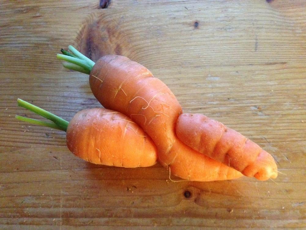 Vegetables Root Entanglement Vegetables Root Entanglement