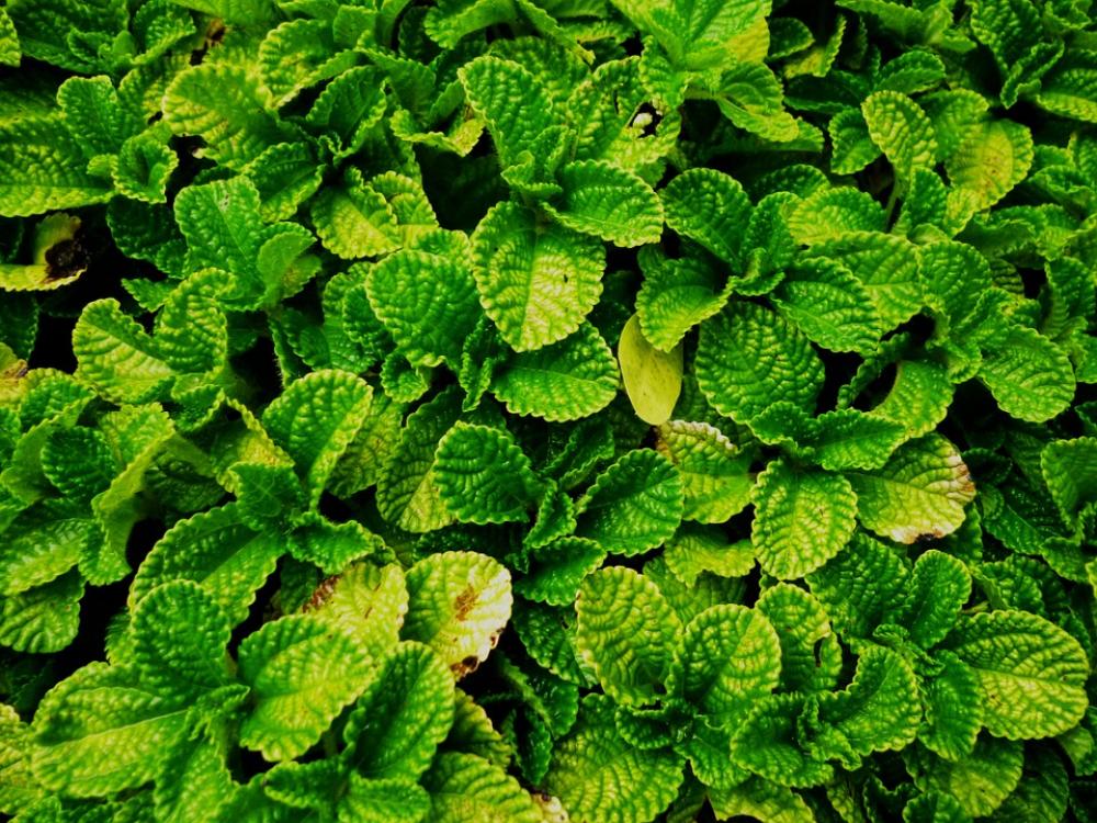 Vegetation Green Leaves Plant Leaf Nature Vegetation Green Leaves Plant Leaf Nature