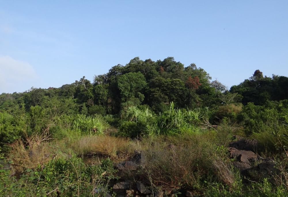 Vegetation River Bed Sharavati River Jog Falls Vegetation River Bed Sharavati River Jog Falls