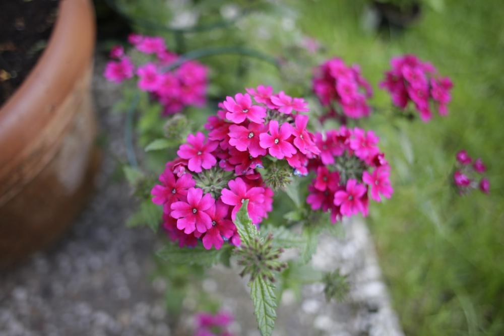 Verbena Flower Plant Verbena Flower Plant
