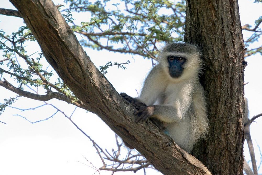 Vervet Monkey Monkey Animal Seated Tree African Vervet Monkey Monkey Animal Seated Tree African