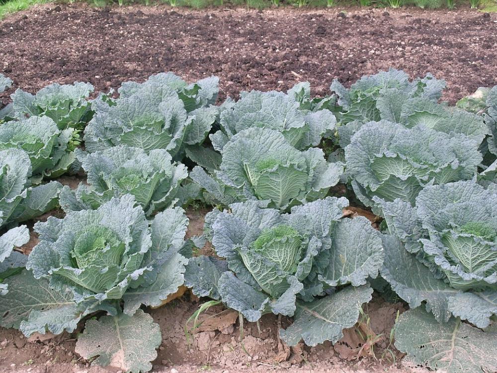 Verze Garden Vegetables Verze Garden Vegetables