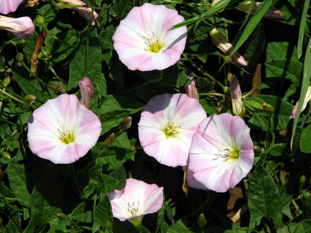 Vetch Pink White Flower Blossom Bloom Bloom Vetch Pink White Flower Blossom Bloom Bloom