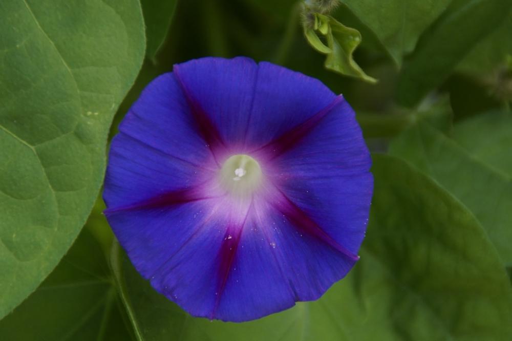 Vetch Blossom Bloom Flower Blue Bloom Plant Vetch Blossom Bloom Flower Blue Bloom Plant