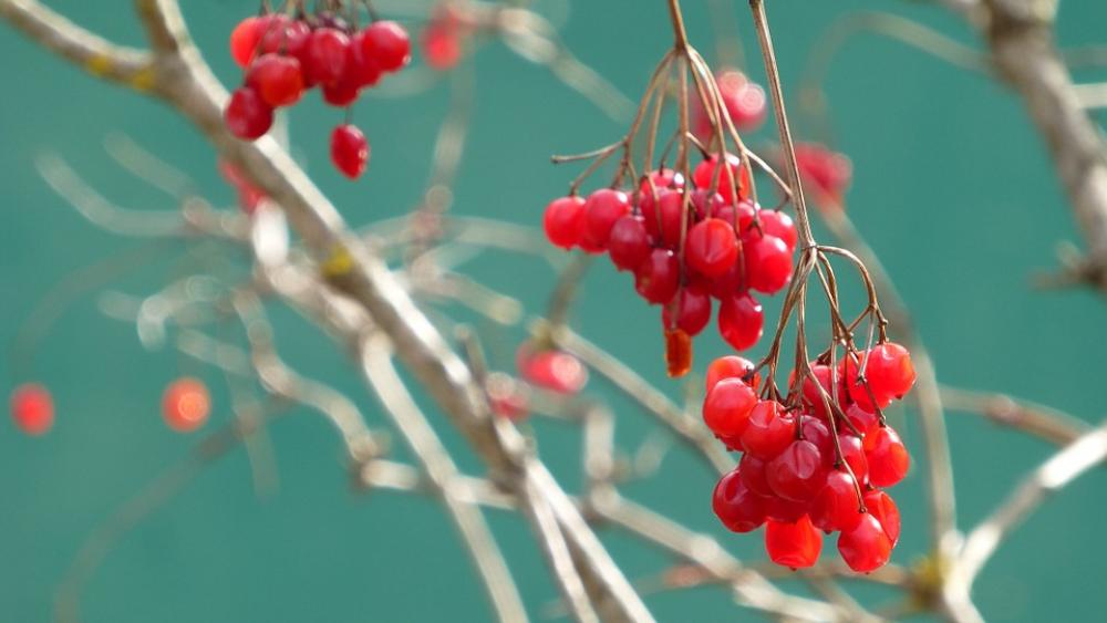 Viburnum Opulus Berry Red Aesthetic Viburnum Opulus Berry Red Aesthetic