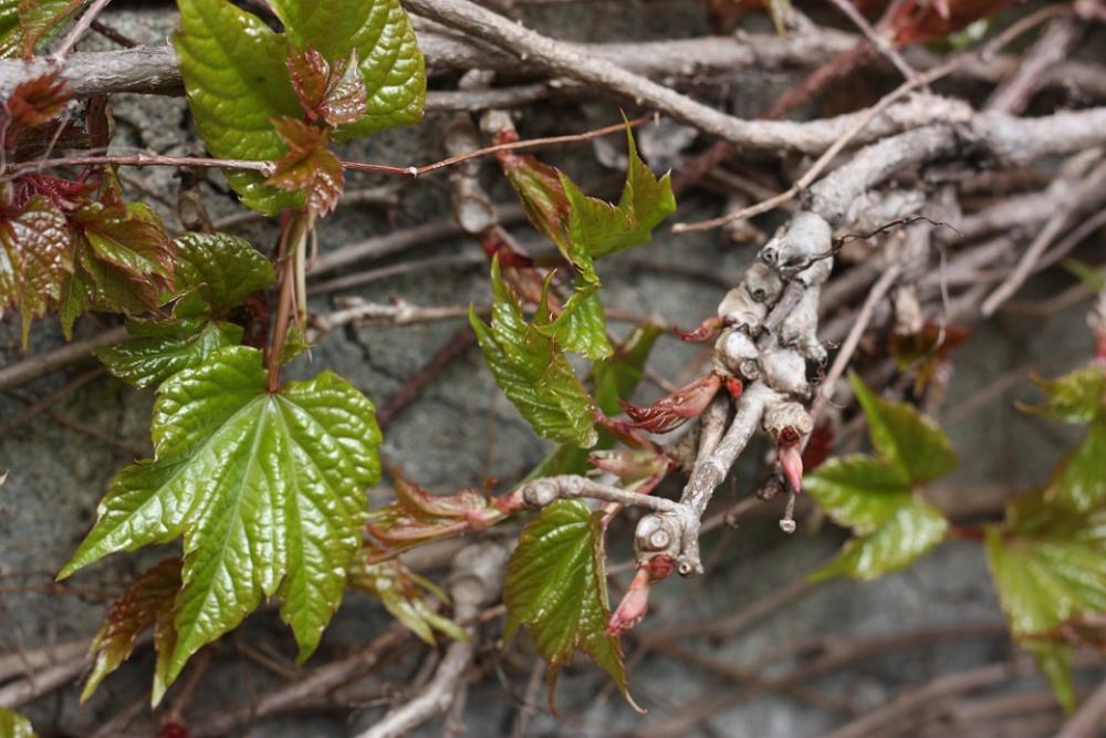 Vine Leaves Climber Plant Branch Twig Nature Vine Leaves Climber Plant Branch Twig Nature