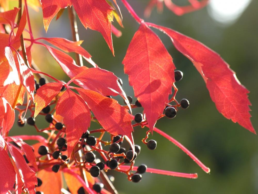 Vine Wine Leaf Autumn Wine Leaves Plant Vine Wine Leaf Autumn Wine Leaves Plant