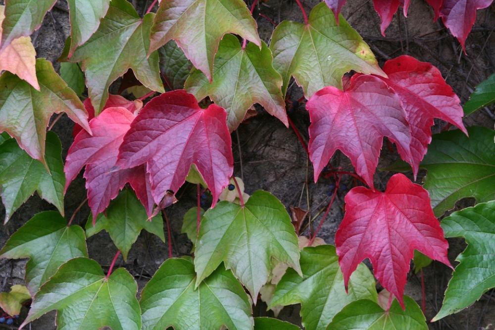Vine Autumn Plant Leaves Vine Autumn Plant Leaves