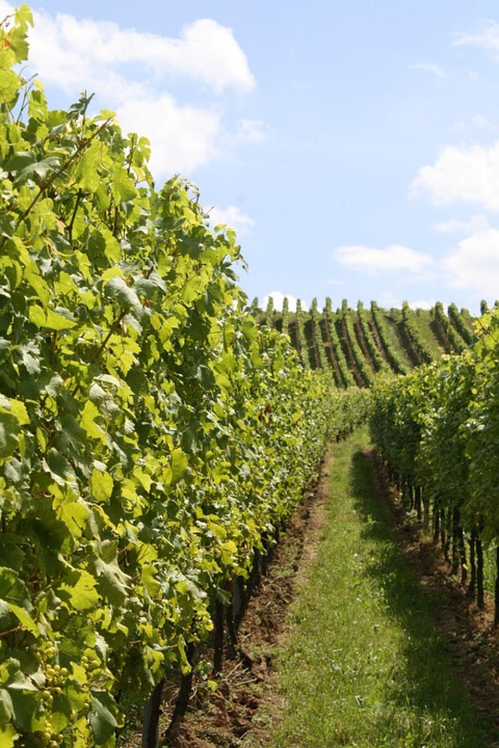 Vine Vineyard Vines Wine Winegrowing Slope Vine Vineyard Vines Wine Winegrowing Slope