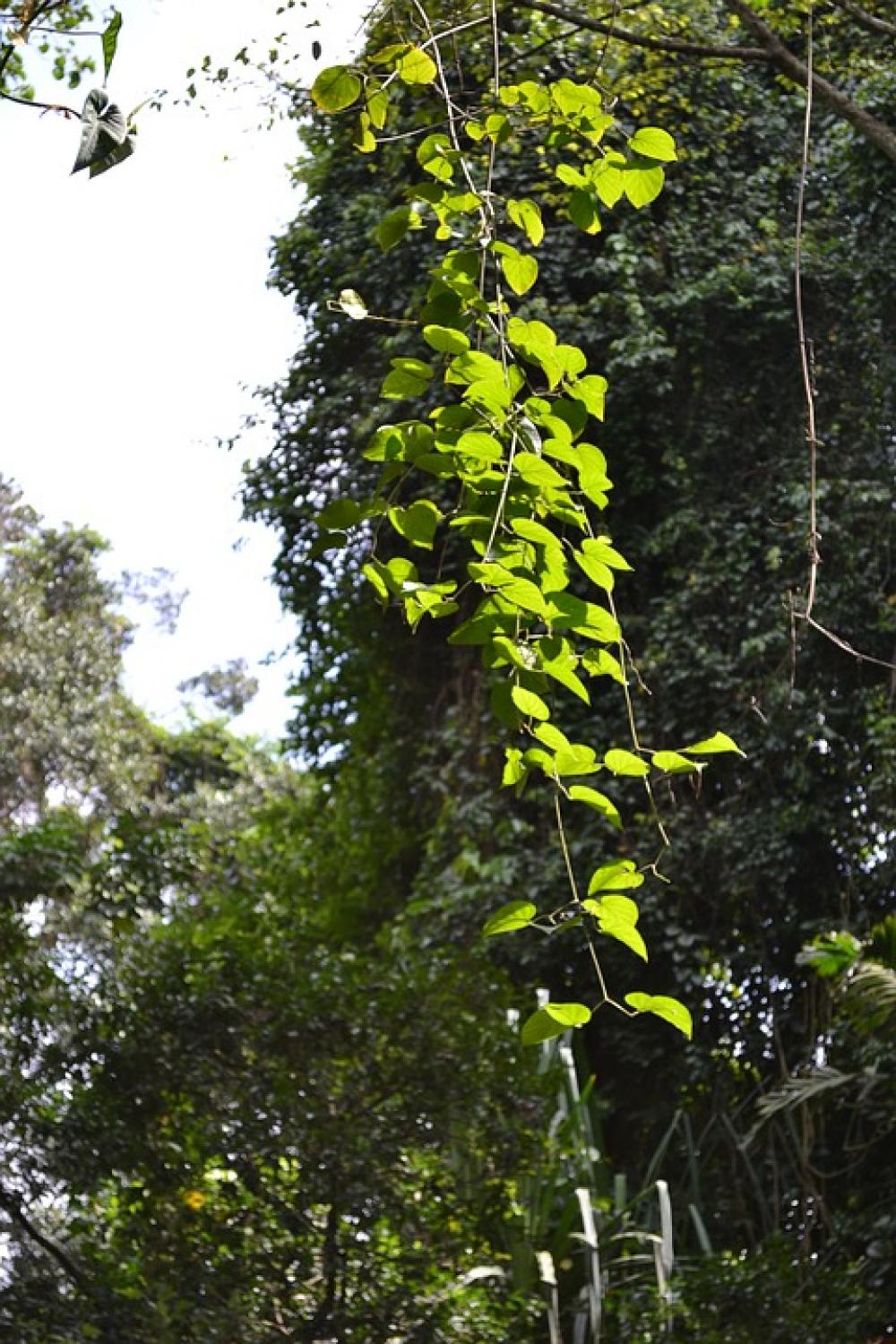 Vines Wild Vines Wild Vine Nature Garden Vines Wild Vines Wild Vine Nature Garden
