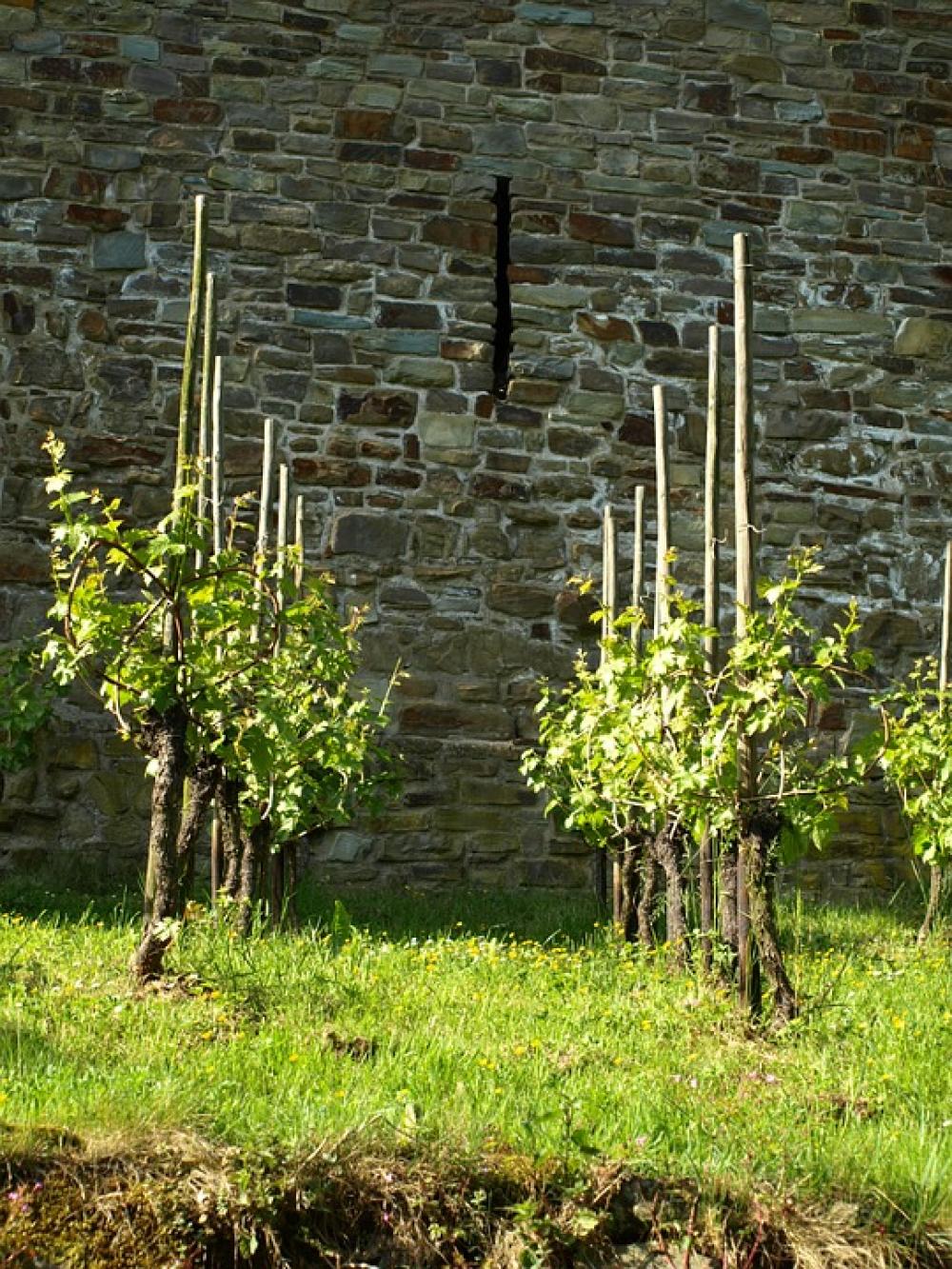 Vines Wine Vines Stock Winegrowing City Blankenberg Vines Wine Vines Stock Winegrowing City Blankenberg