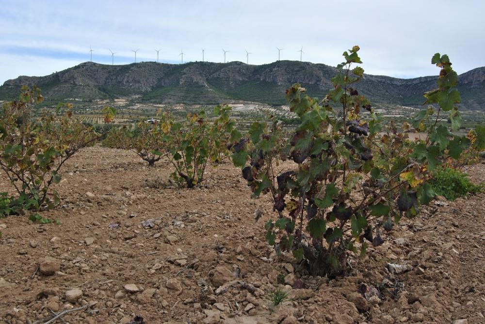 Vineyard Autumn Jumilla Winter Leaves Vine Yellow Vineyard Autumn Jumilla Winter Leaves Vine Yellow